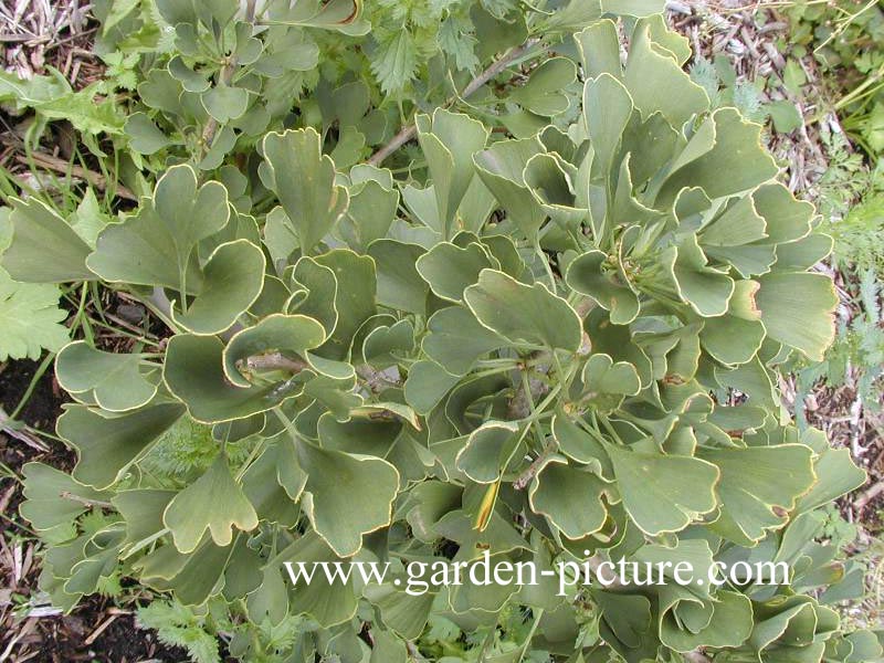 Ginkgo biloba 'Autumn Gold'