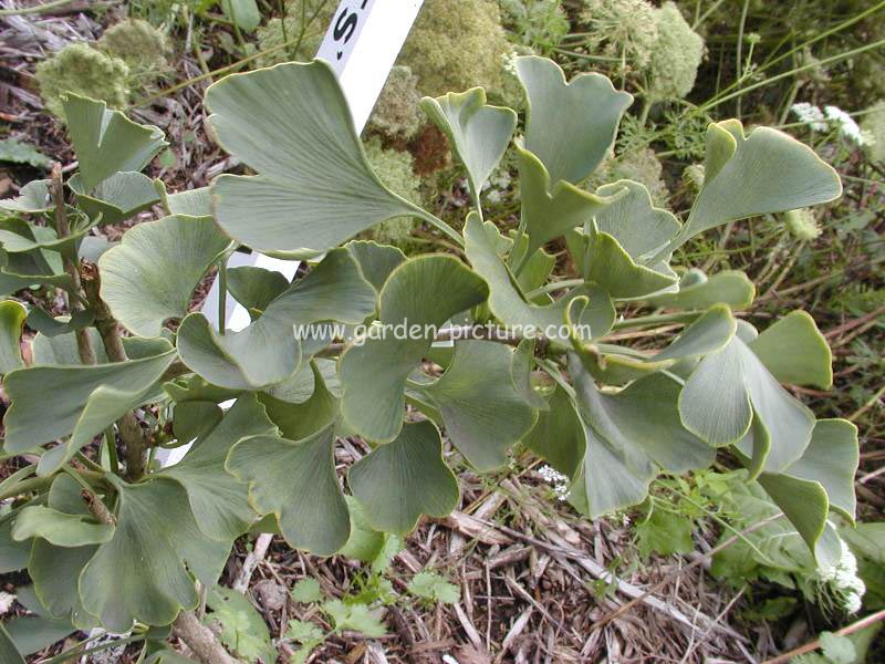 Ginkgo biloba 'Barabit's Nana'