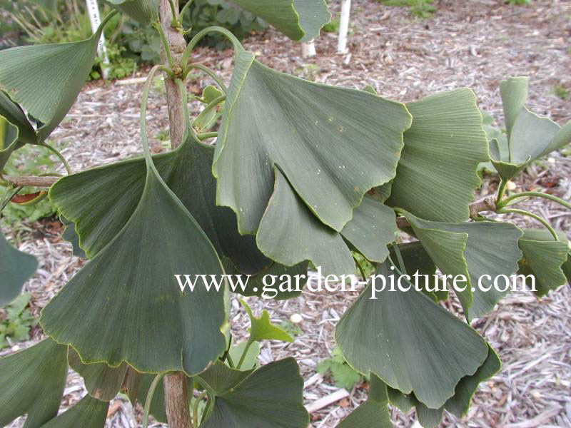 Ginkgo biloba 'Lakeview'