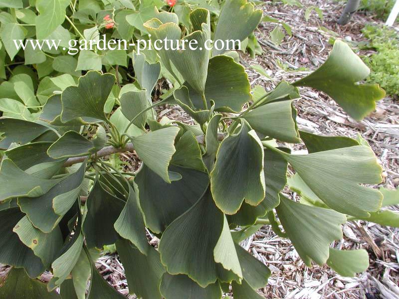 Ginkgo biloba 'Praga'