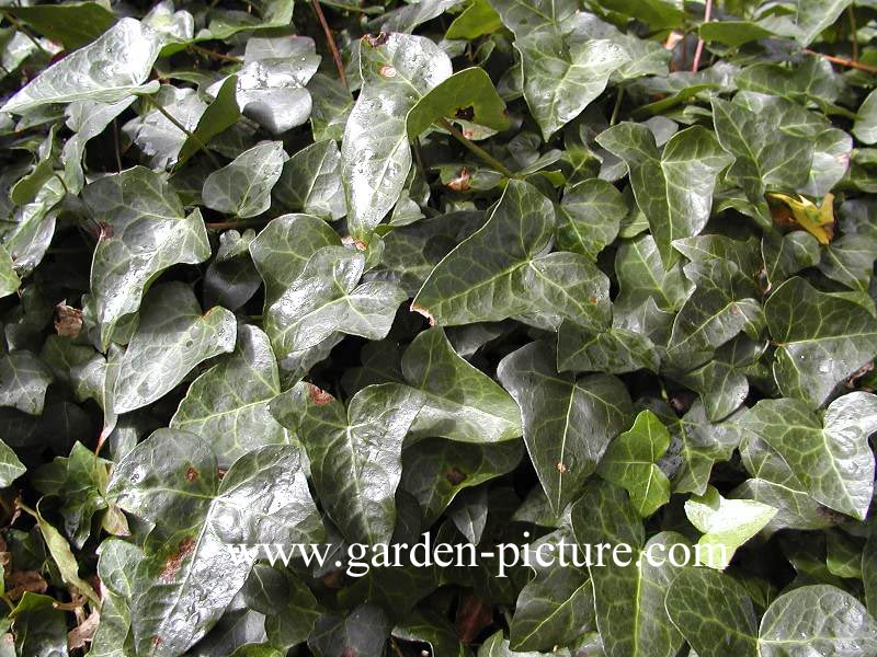 Hedera helix 'Atropurpurea'