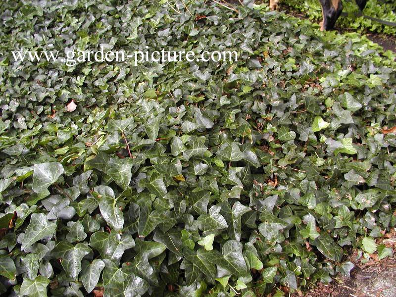 Hedera helix 'Atropurpurea'