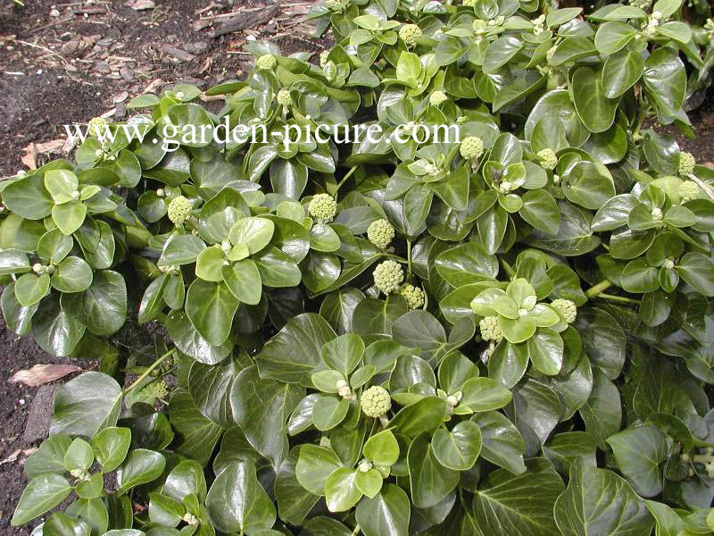 Hedera hibernica 'Arbori Compact'