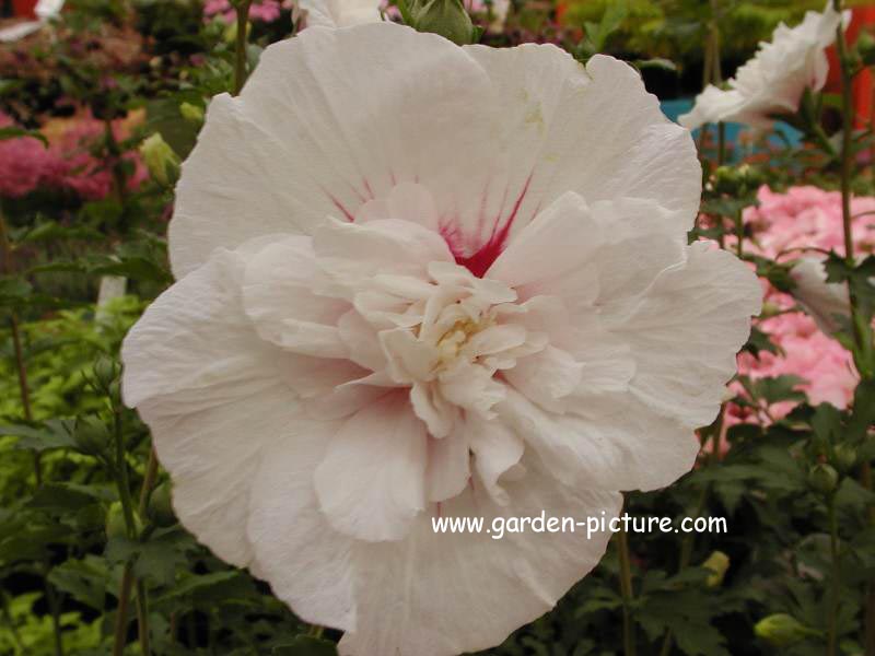 Hibiscus syriacus 'Bricutts' (CHINA CHIFFON)