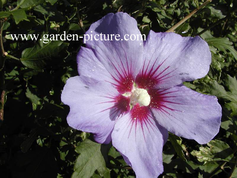 Hibiscus syriacus 'Marina'