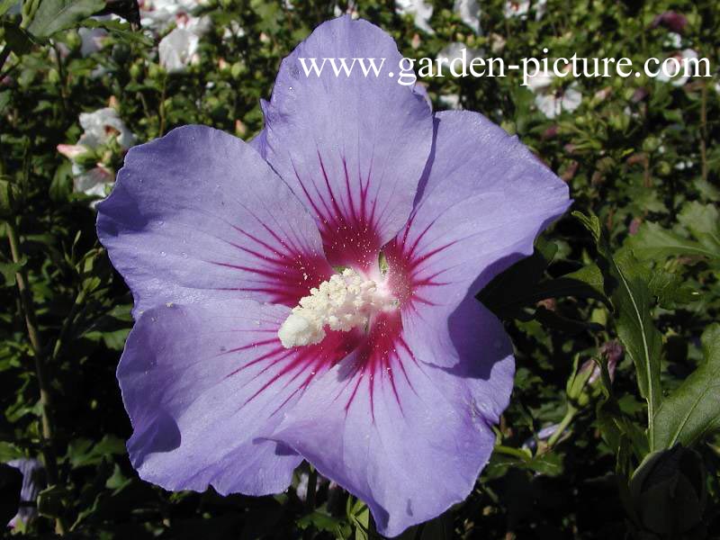 Hibiscus syriacus 'Marina'