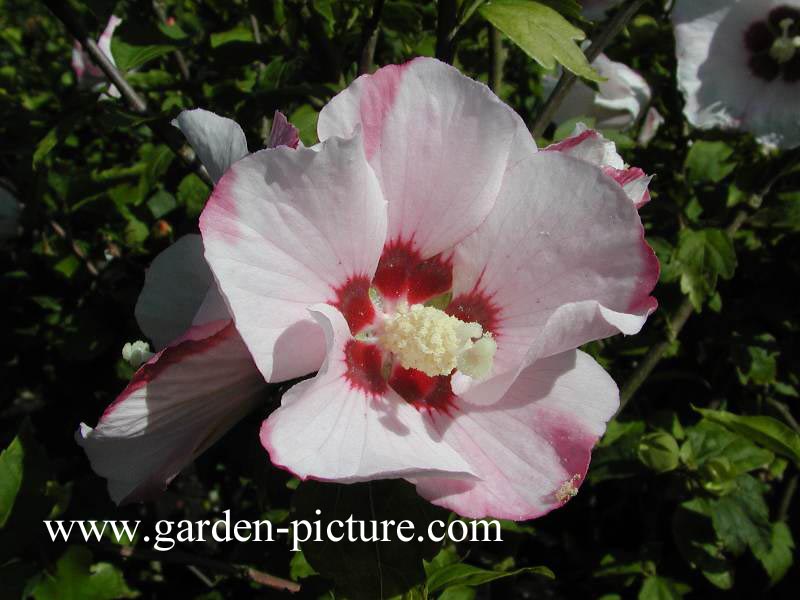 Hibiscus syriacus 'Mathilde'