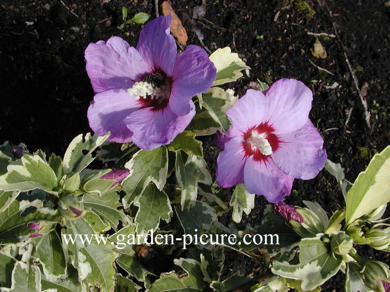 Hibiscus syriacus 'Meehanii'