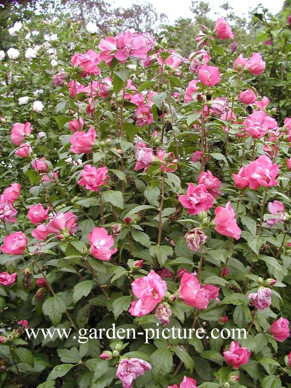 hibiscus syriacus form