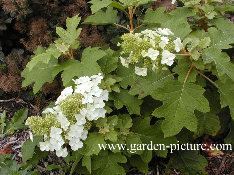 Hydrangea quercifolia 'Sike's Dwarf'