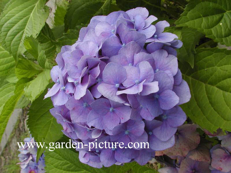 Hydrangea macrophylla 'Admiration'