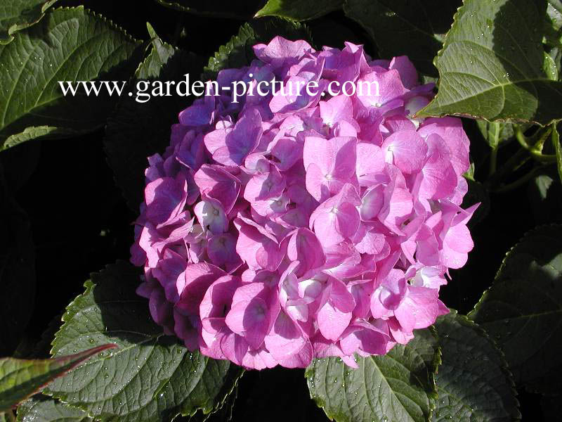 Hydrangea macrophylla 'Benelux'