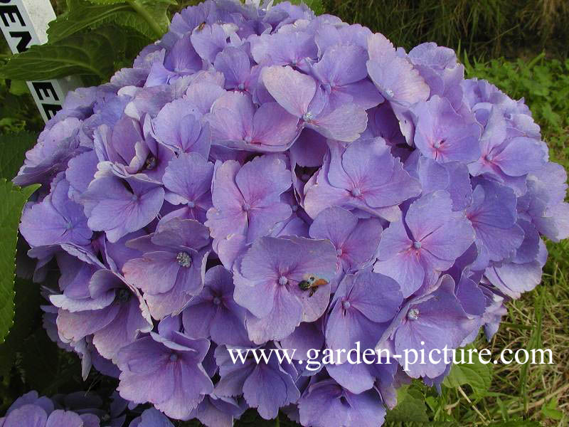 Hydrangea macrophylla 'Bodensee'