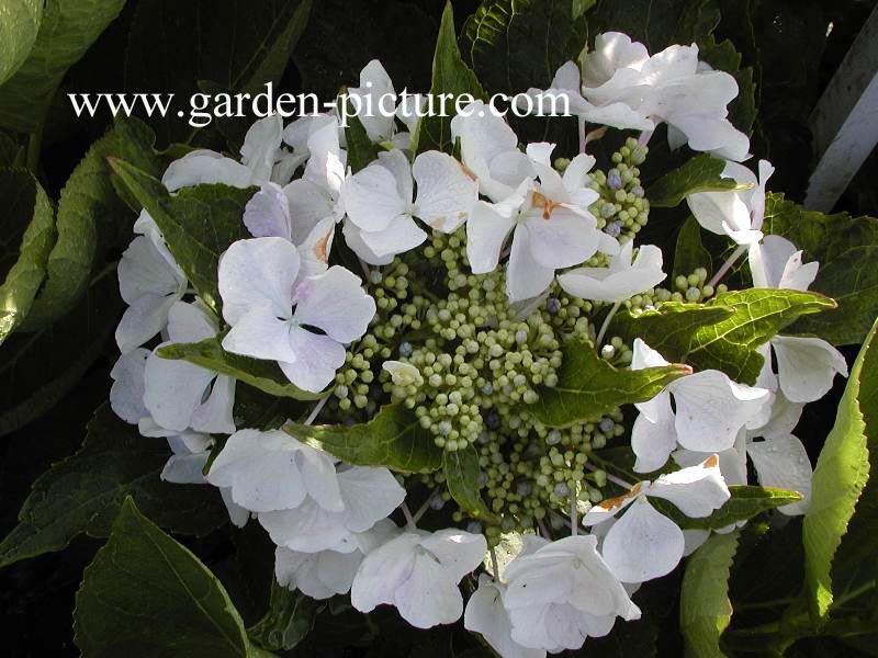 Hydrangea macrophylla 'Elster'