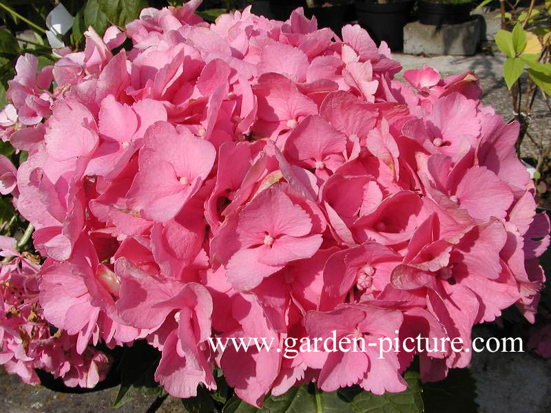 Hydrangea macrophylla 'Freudenstein'