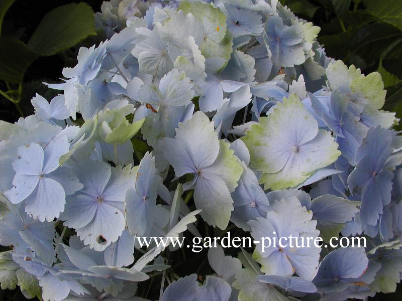 Hydrangea macrophylla 'Frillibeth'