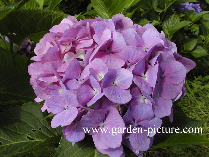 Hydrangea macrophylla 'Gerda Steiniger'