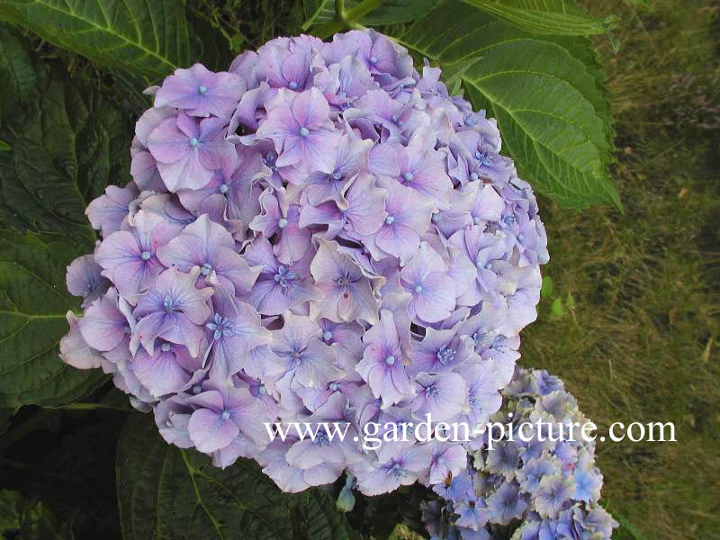 Hydrangea macrophylla 'Lancelot'