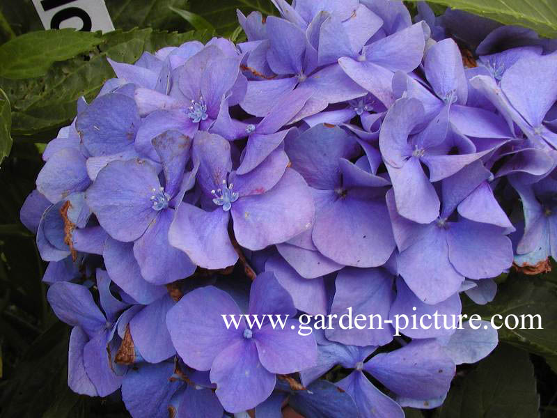 Hydrangea macrophylla 'Lemmenhof'