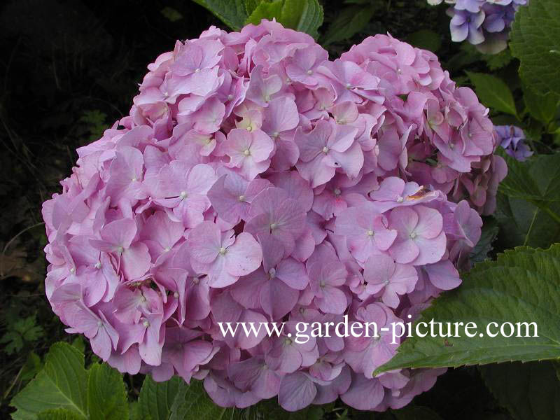 Hydrangea macrophylla 'Marechal Foch'