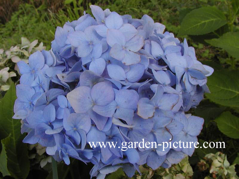 Hydrangea macrophylla 'Mein Liebling'