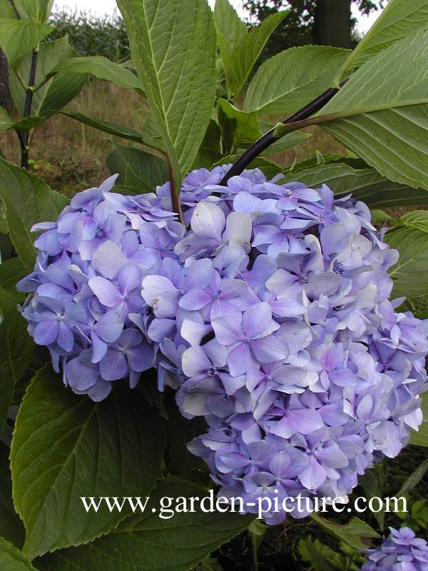 Hydrangea macrophylla 'Nigra'