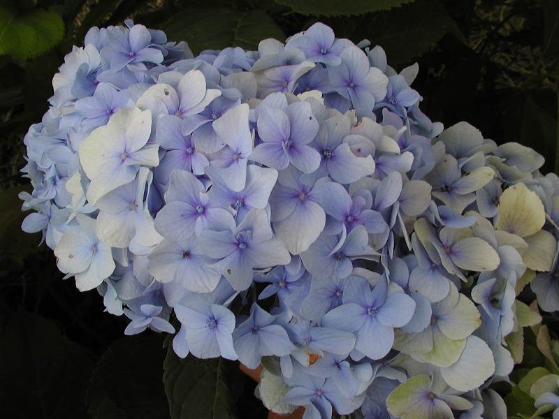 Hydrangea macrophylla 'Nikko Blue'