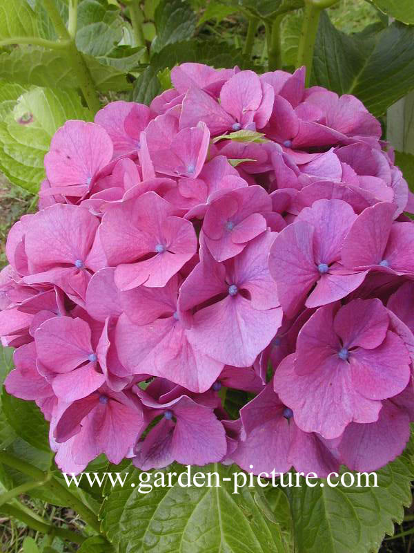 Hydrangea macrophylla 'Prinses Beatrix'