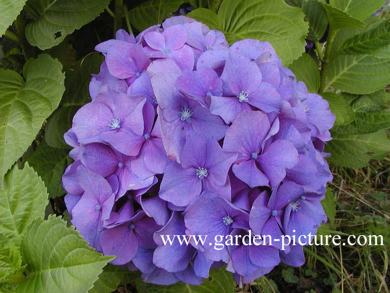 Hydrangea macrophylla 'Rosita'