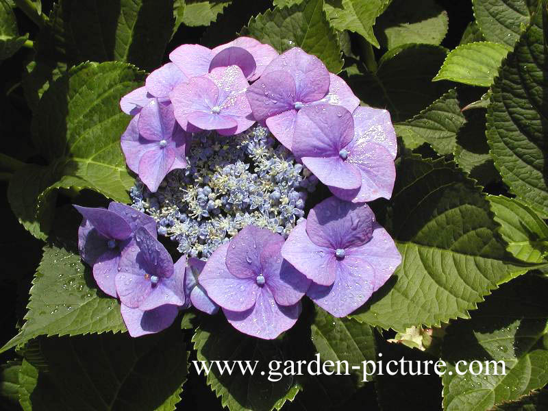 Hydrangea macrophylla 'Rotkehlchen'