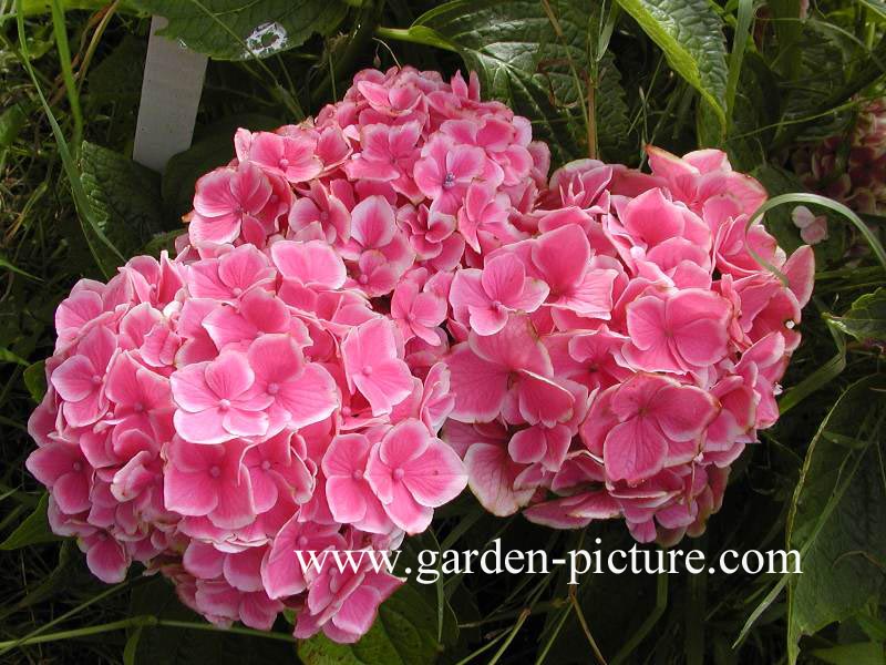 Hydrangea macrophylla 'Frau Yoshimi' (LADY YOSHIMI)