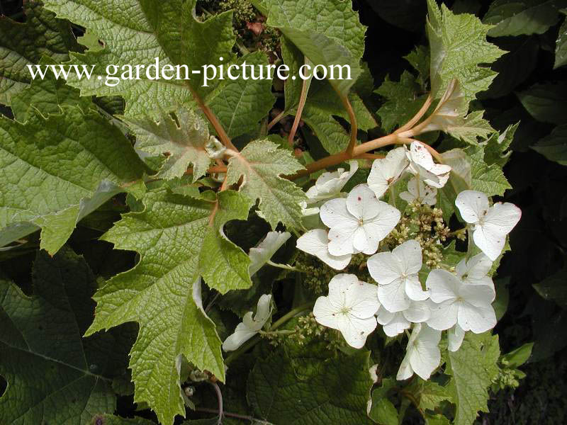 Hydrangea quercifolia 'Tennessee Clone'