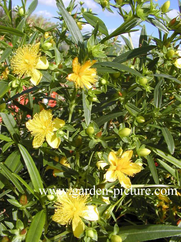 Hypericum kalmianum 'Gemo'