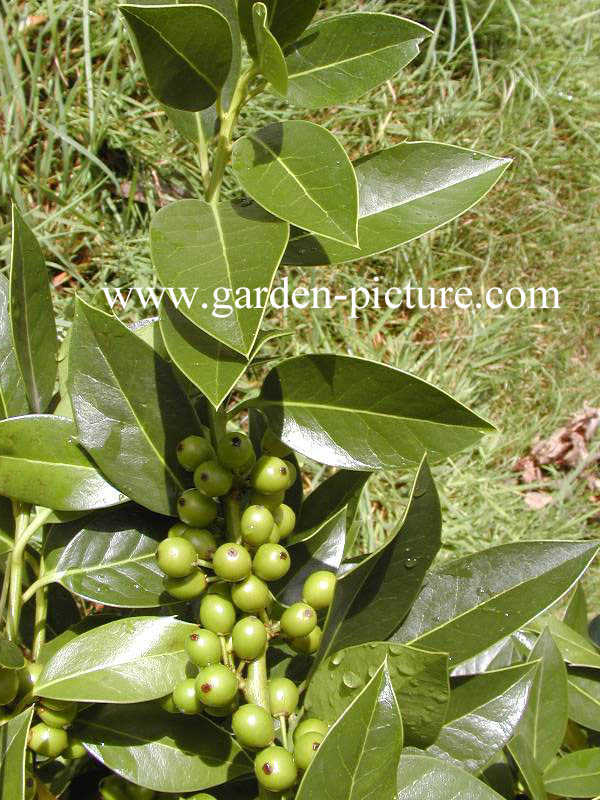 Ilex altaclerensis 'Belgica'