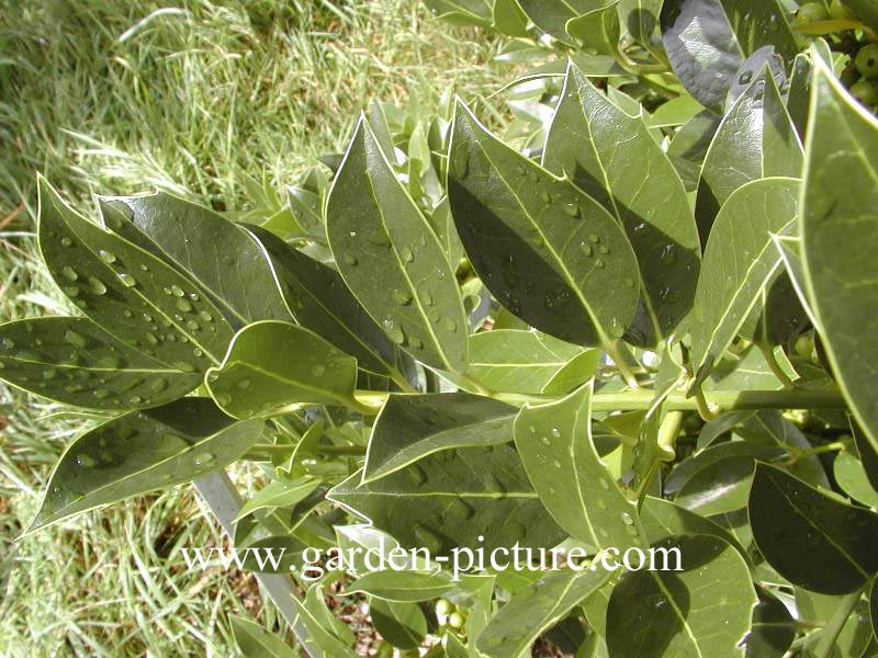 Ilex altaclerensis 'Belgica'