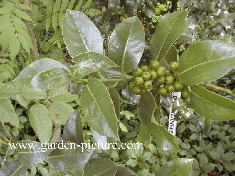 Ilex aquifolium 'Bacciflava'