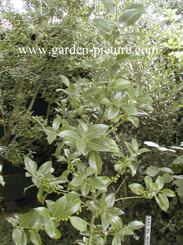 Ilex aquifolium 'Bacciflava'