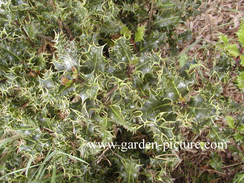 Ilex aquifolium 'Ferox'