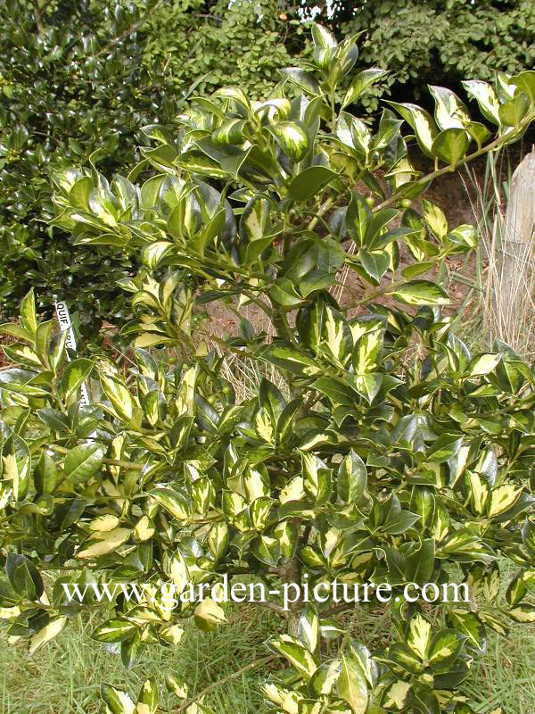 Ilex aquifolium 'Gold Flash'