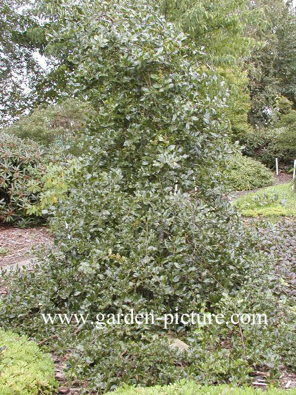 Ilex aquifolium 'Pendula'