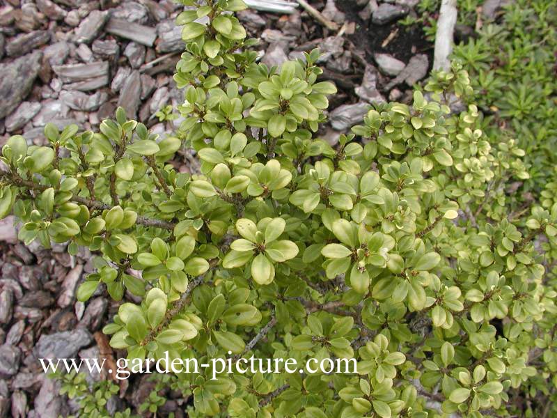 Ilex crenata 'Stokes'