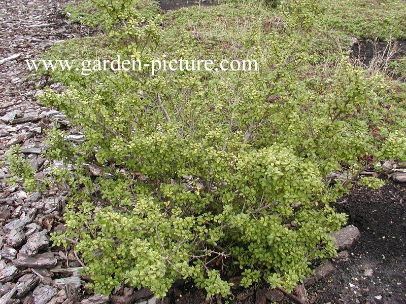 Ilex crenata 'Stokes'