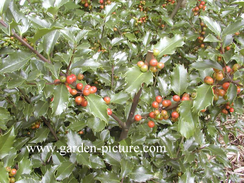 Ilex meserveae 'Blue Girl'