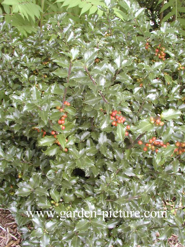 Ilex meserveae 'Blue Girl'