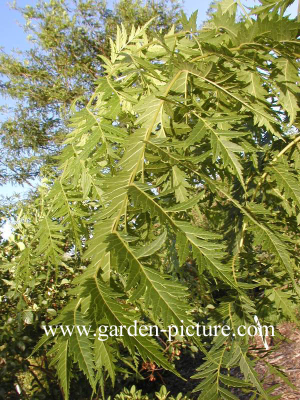 Juglans nigra 'Laciniata'