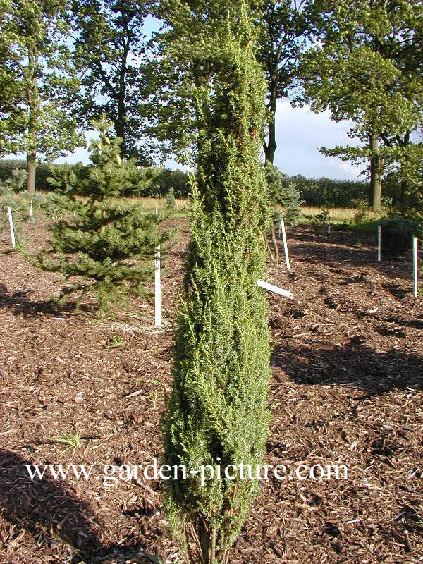 Juniperus communis 'Arnold'