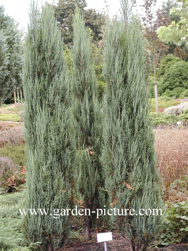 Juniperus scopulorum 'Blue Arrow'