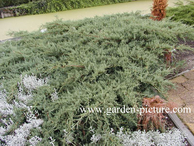 Juniperus virginiana 'Grey Owl'