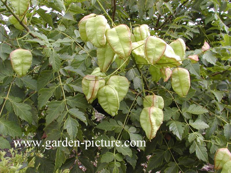 Koelreuteria paniculata 'Rosseels'