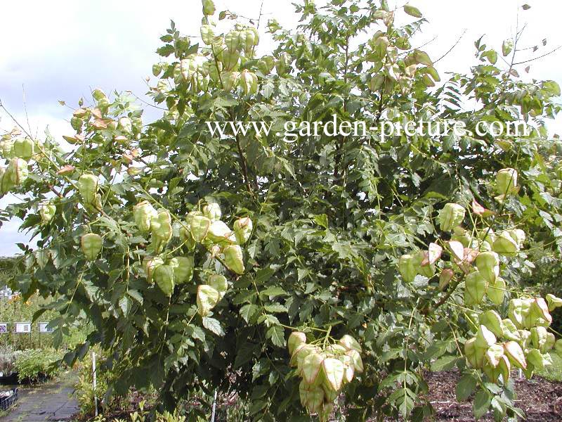 Koelreuteria paniculata 'Rosseels'